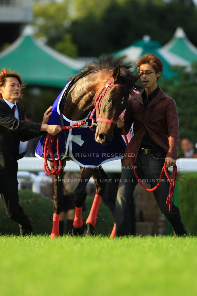 レッドディザイア ゼッケン ドバイワールドカップ 秋華賞 競馬 ウマ娘 