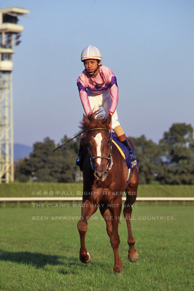 現地単勝1999年菊花賞 ナリタトップロード +2002年天皇賞(春.秋)計3枚 