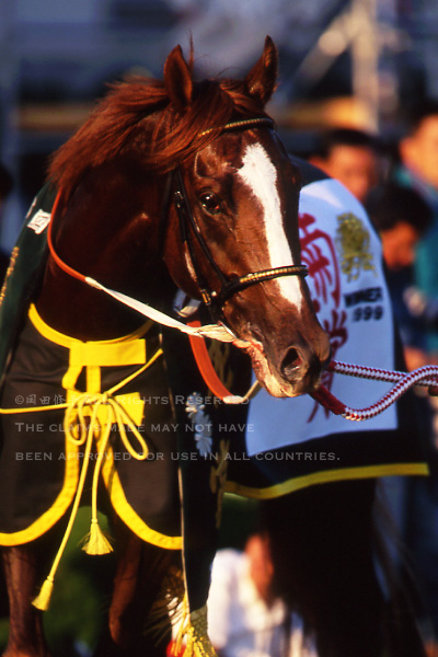 第60回（1999年）菊花賞回顧 渡辺薫彦騎乗・ナリタトップロード – The 