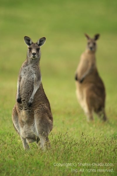 野生のカンガルー2