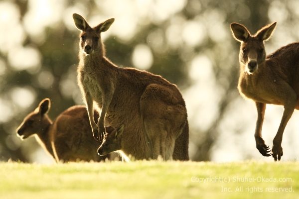 野生のカンガルー6